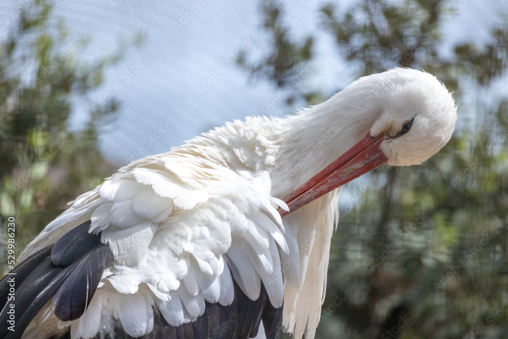 Wall mural gros plan d'une cigogne blanche se nettoyant