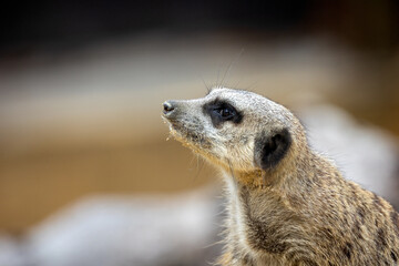 portrait d'un suricate en gros plan