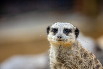 portrait d'un suricate en gros plan