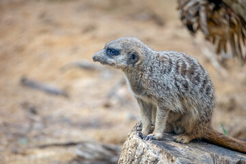 suricate assis sur un tronc d'arbre