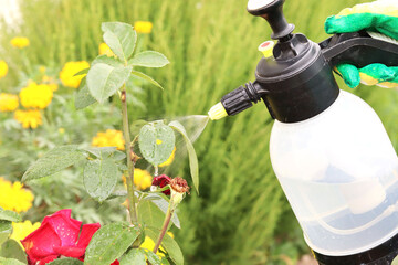 Spraying roses in the garden with a spray bottle. Pest control concept. Caring for garden plants....