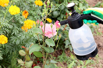 Spraying roses in the garden with a spray bottle. Pest control concept. Caring for garden plants....