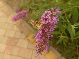 budleja (buddleja L.)  ©  Przyroda 