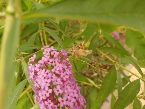 budleja (buddleja L.) 