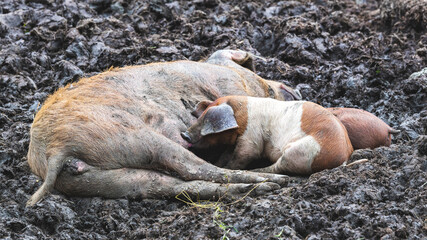 Weideschweine - Ferkel trinken bei ihrer Mutter, welche sich im Schlamm suhlt
