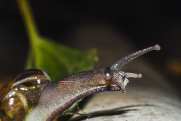 Close up photograph of snail on the leaf in the garden during the day
