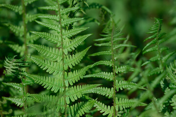 Natural light green fern wallpaper.