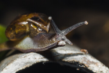 Close up photograph of snail in the garden during the day