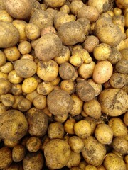 ziemniaki zebrane z pola