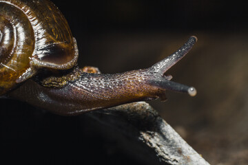 Close up photograph of snail in the garden during the day