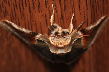 habrosyne pyritoides moth insect macro photo