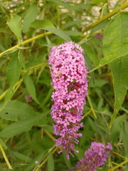 budleja (buddleja L.)  ©  Przyroda 