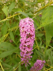 budleja (buddleja L.) 