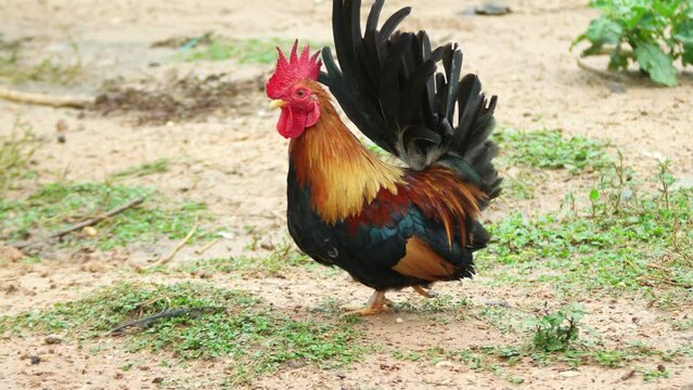 Colorful male bantam Cock fighting