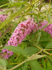 budleja (buddleja L.)  ©  Przyroda 