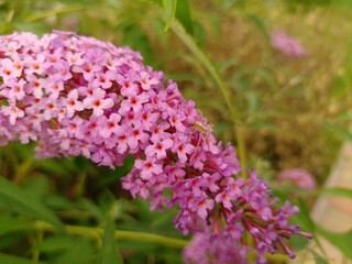 budleja (buddleja L.)  ©  Przyroda 