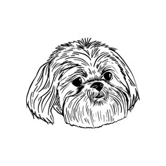 Portrait of Shih Tzu outline illustration. Dog line drawing.