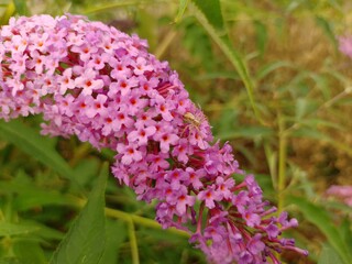 budleja (buddleja L.)  ©  Przyroda 