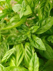 bazylia (ocimum basilicum L.) ©  Przyroda 