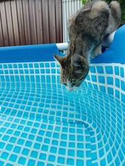 Curious gray tabby cat drinking water from a blue inflatable pool on a summer day ©  Przyroda 