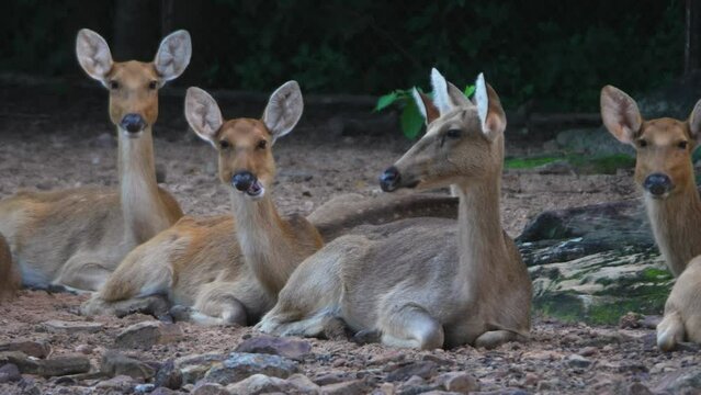 barasingha or swamp deer looking at the camera at the zoo. Swamp deer is a deer species distributed in the Indian subcontinent.