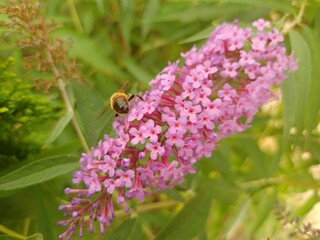 budleja (buddleja L.) ©  Przyroda 
