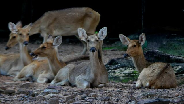 barasingha or swamp deer looking at the camera at the zoo. Swamp deer is a deer species distributed in the Indian subcontinent.