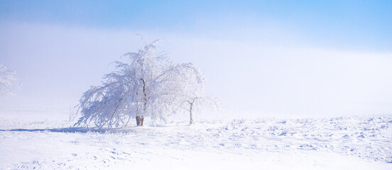 Snow covered trees on a foggy day. Beautiful winter nature background.
