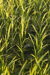 Rizière en Camargue, France.