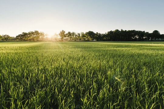 Rizi&egrave;re en Camargue, France.