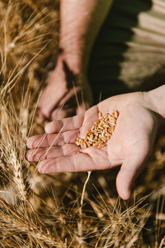 Grains de blé dur dans la main de l'agriculteur, Camargue, France