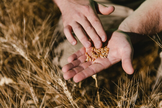 Grains de bl&eacute; dur dans la main de l'agriculteur, Camargue, France