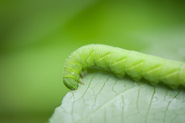 green caterpillar or worm eating leafs,the pests eat and damage. - Powered by Adobe