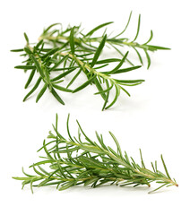 Branch of rosemary on white background. 