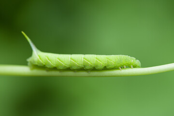 green caterpillar or worm eating leafs,the pests eat and damage.