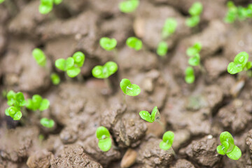 seed germination growth from the ground