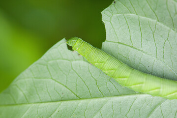 green caterpillar or worm eating leafs,the pests eat and damage.