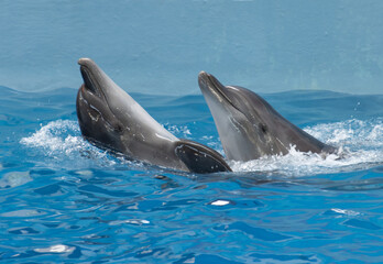 Fototapeta premium dolphins in the water follow commands