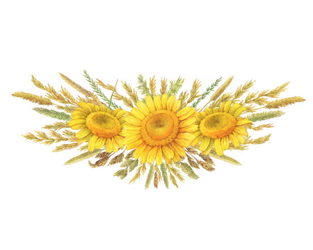 Bouquet, border, frame with summer field dry herbs, meadow spikelets and yellow chamomile flowers (cota, daisy, chamomilla). Watercolor hand drawn painting illustration, isolated on white background.