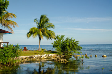 Obraz premium beach with palm trees