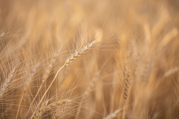Fototapeta premium Wheat field on a sunny day. Grain farming, ears of wheat close-up. Agriculture, growing food products.