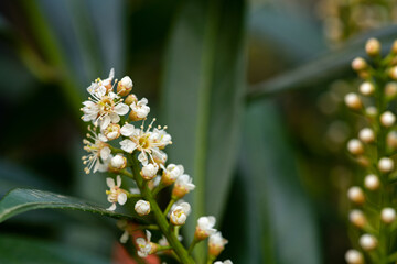 Blüten weiß