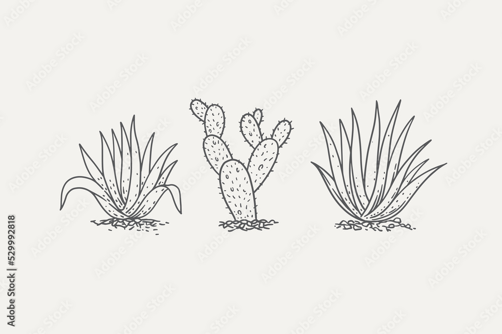 Poster set of drawn cacti and agave bushes. desert plant on a light background isolated. can be used for yo