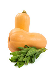 Fresh butternut squash with fresh sage leaves isolated on a white background, Butternut Pumpkin isolated on white background. Healthy food concept.
