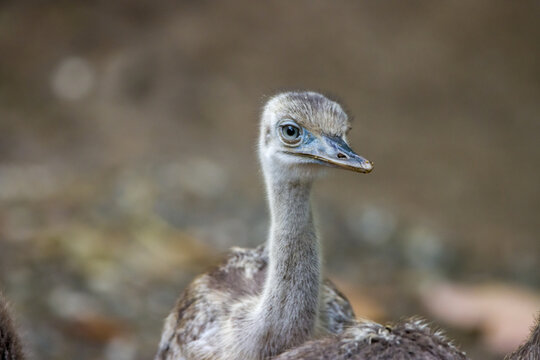 Close up of a young rhea bird / nandu