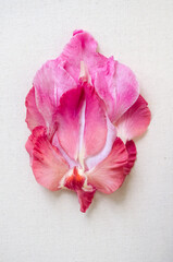 Pink vulva flower on a white background. - 529993021
