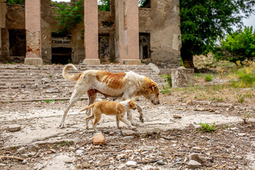 Abandoned animals on the streets of a ruined city, stray dogs near ruined houses. Destroyed and...