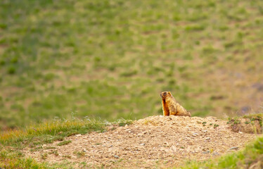 The marmot sits in the grass in the mountains, looks to the side, as if reading your text, studying, showing curiosity, interest. Copy space with place for text. Landscape with wild animals.