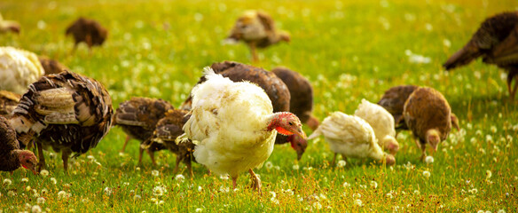 Turkeys walk on the grass in a green meadow in a pasture. Animal husbandry and agriculture in the...