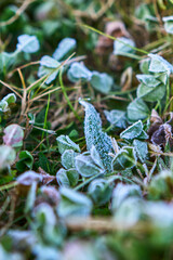 The Leaves Being Covered with Frost